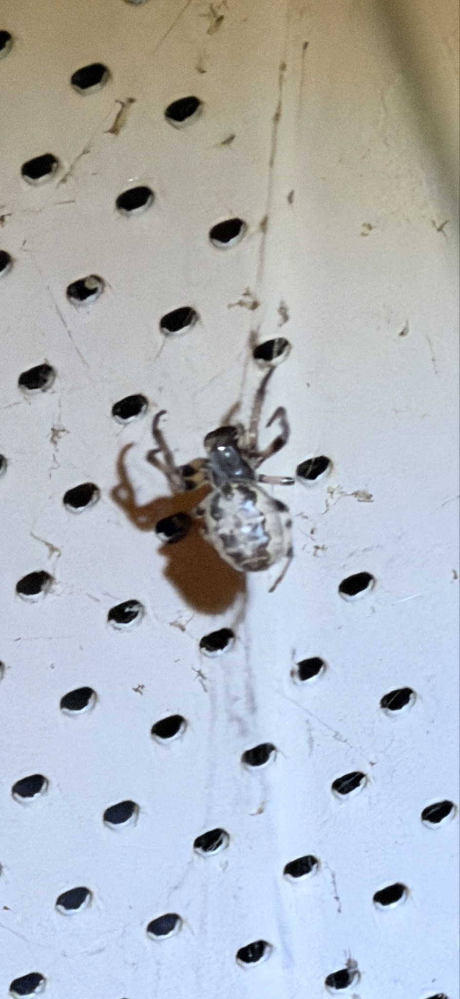 Pseudoscorpion (book scorpion)