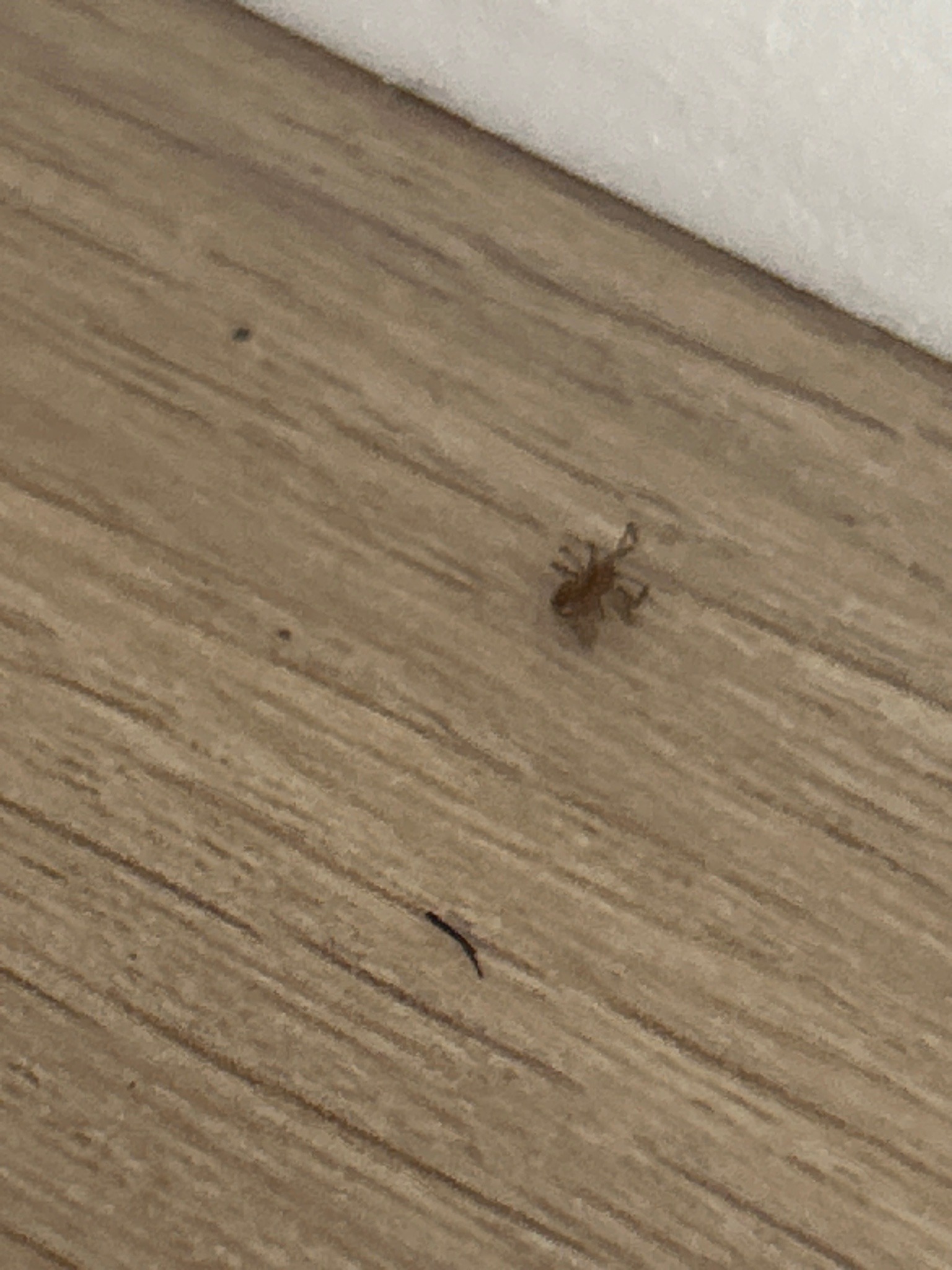 Pseudoscorpion