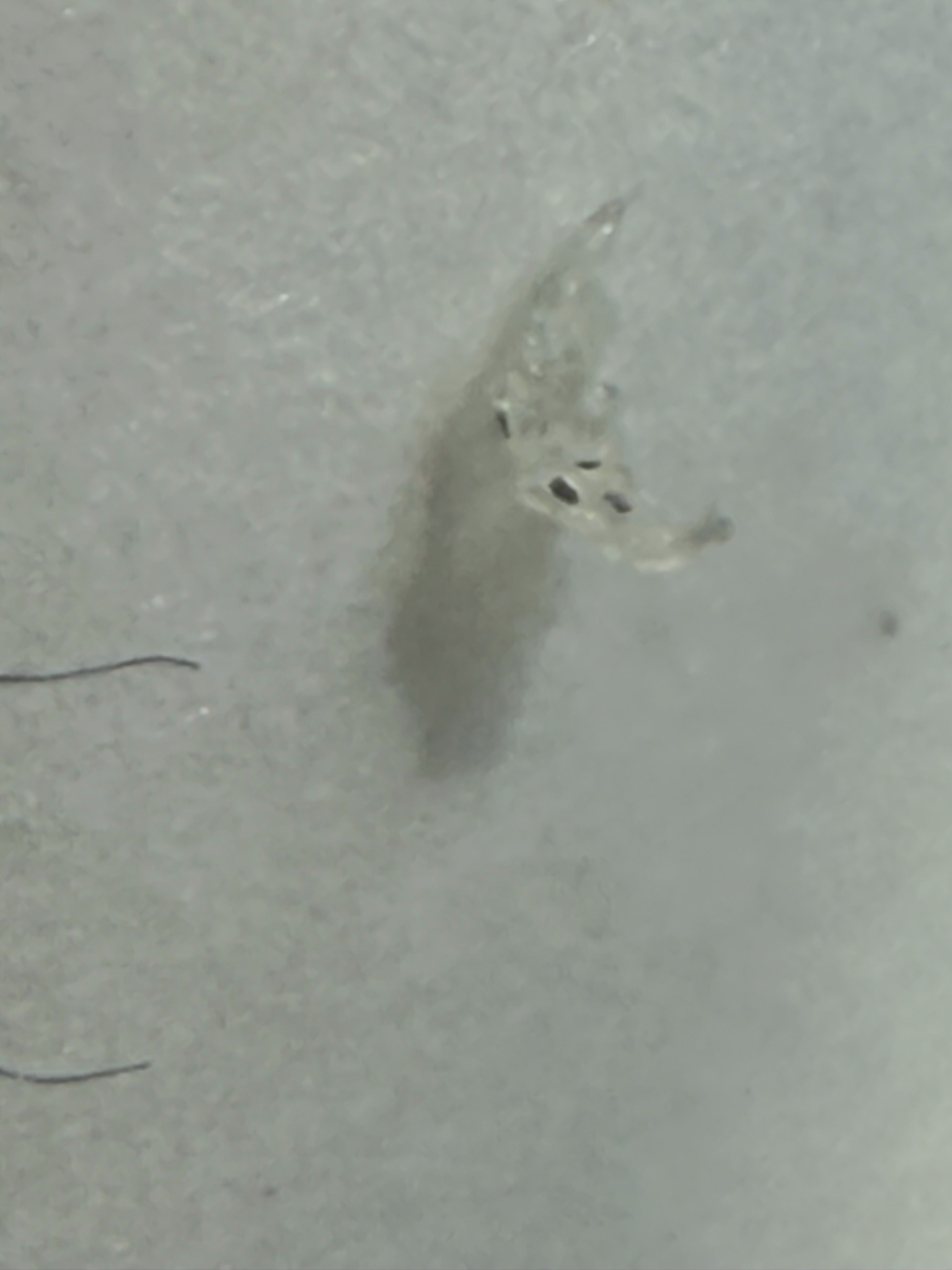 Pubic Louse