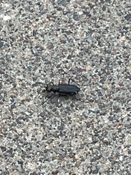 Punctured Tiger Beetle