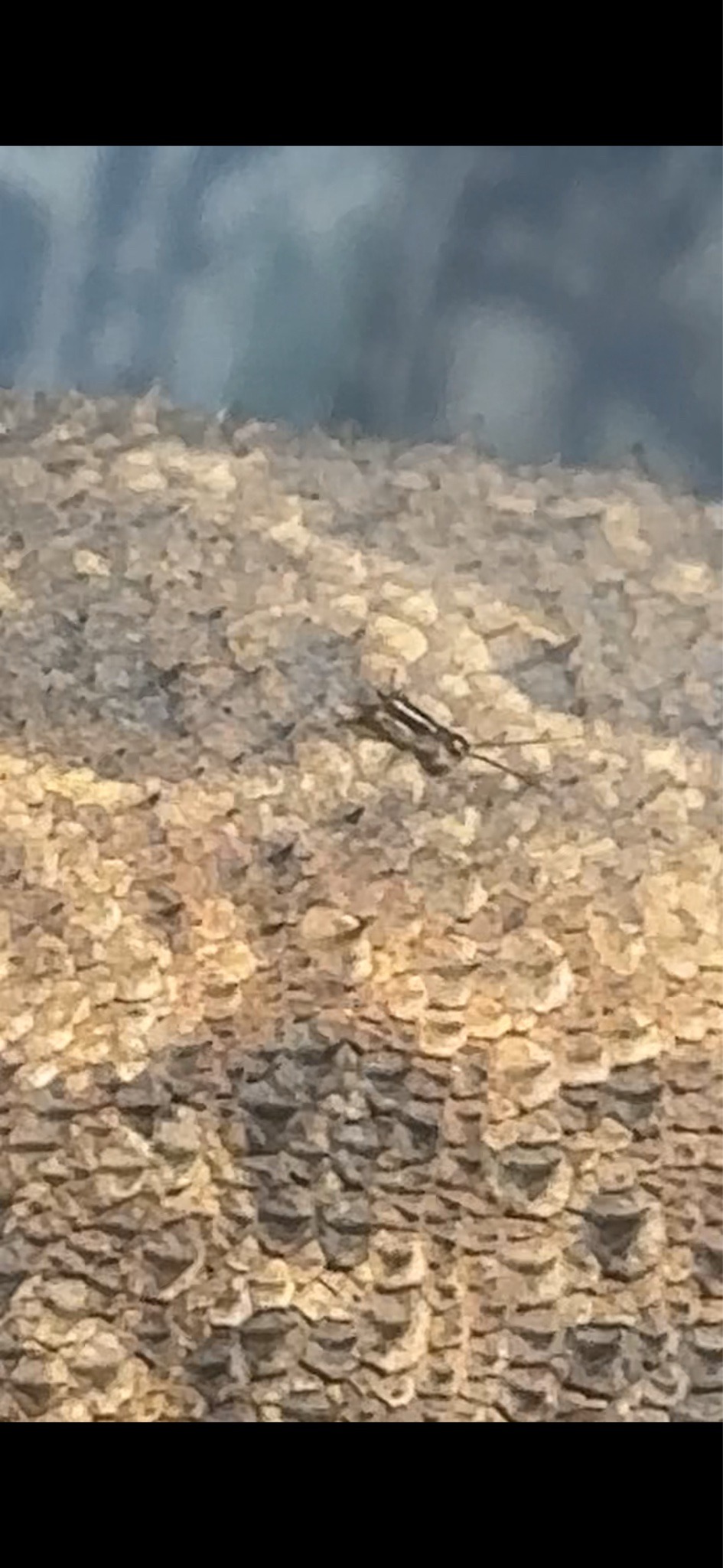 Pygmy Grasshopper