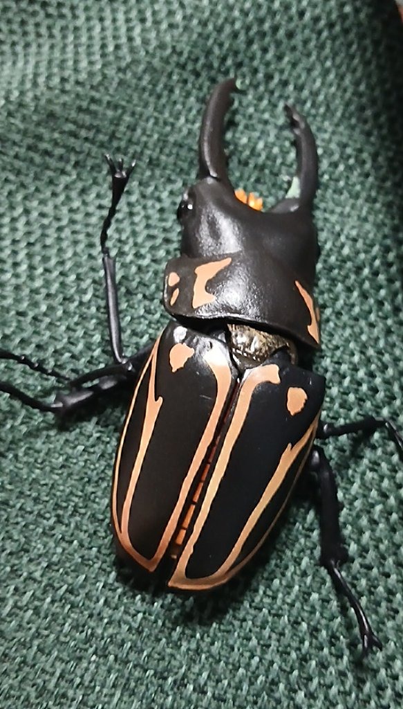 Rainbow stag beetle (likely)