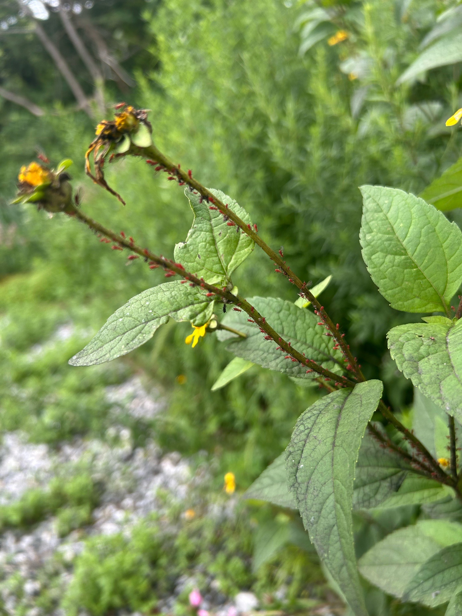 Red Aphid