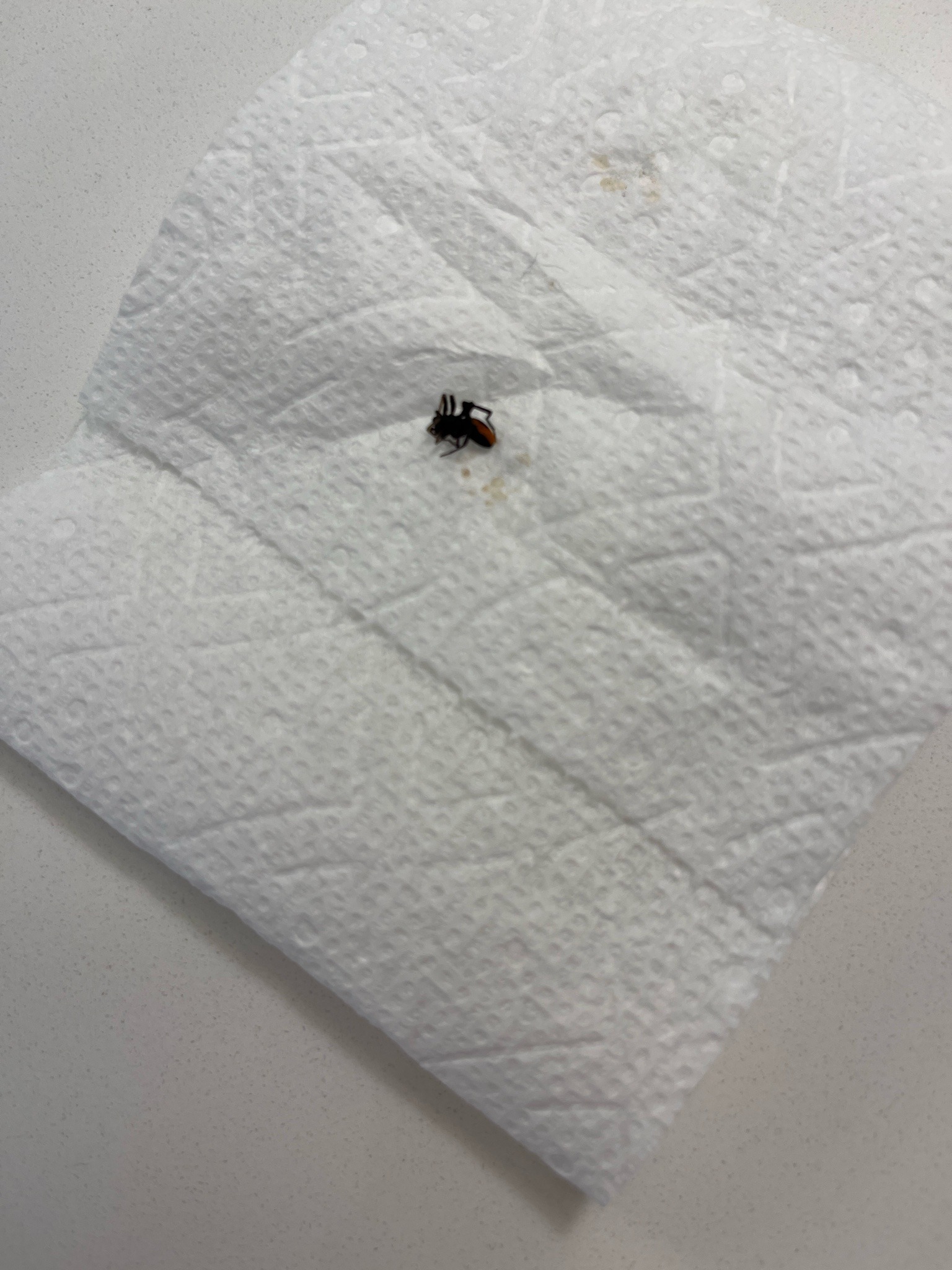 Red-backed Jumping Spider