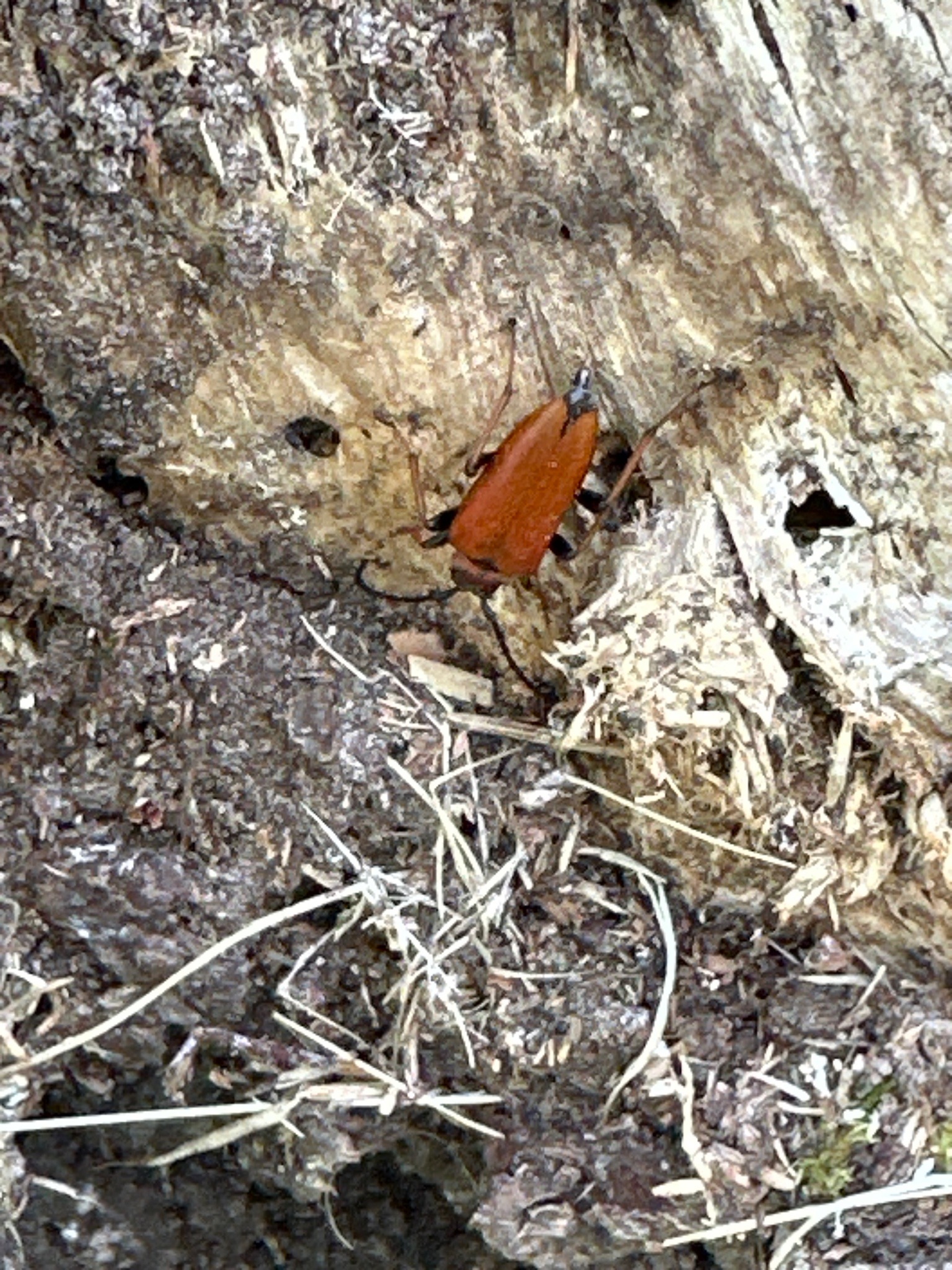 Red-femured Flower Borer