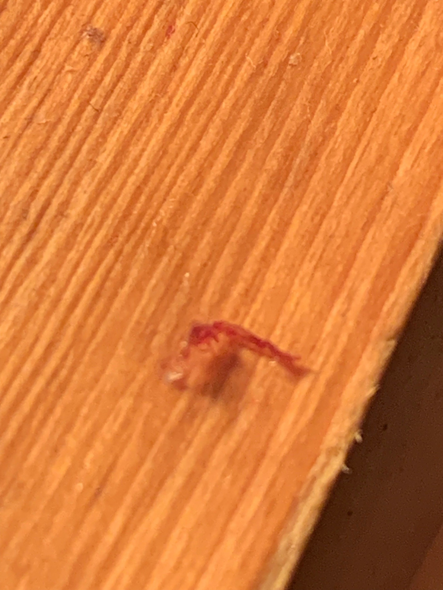 Red flour beetle (likely)