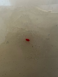 Red flour beetle (probable)