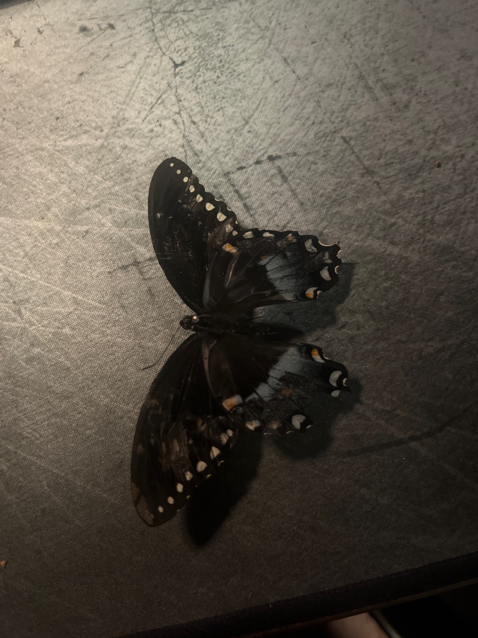Red-spotted Purple