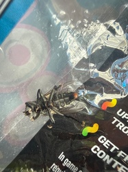 Red-tailed Flesh Fly