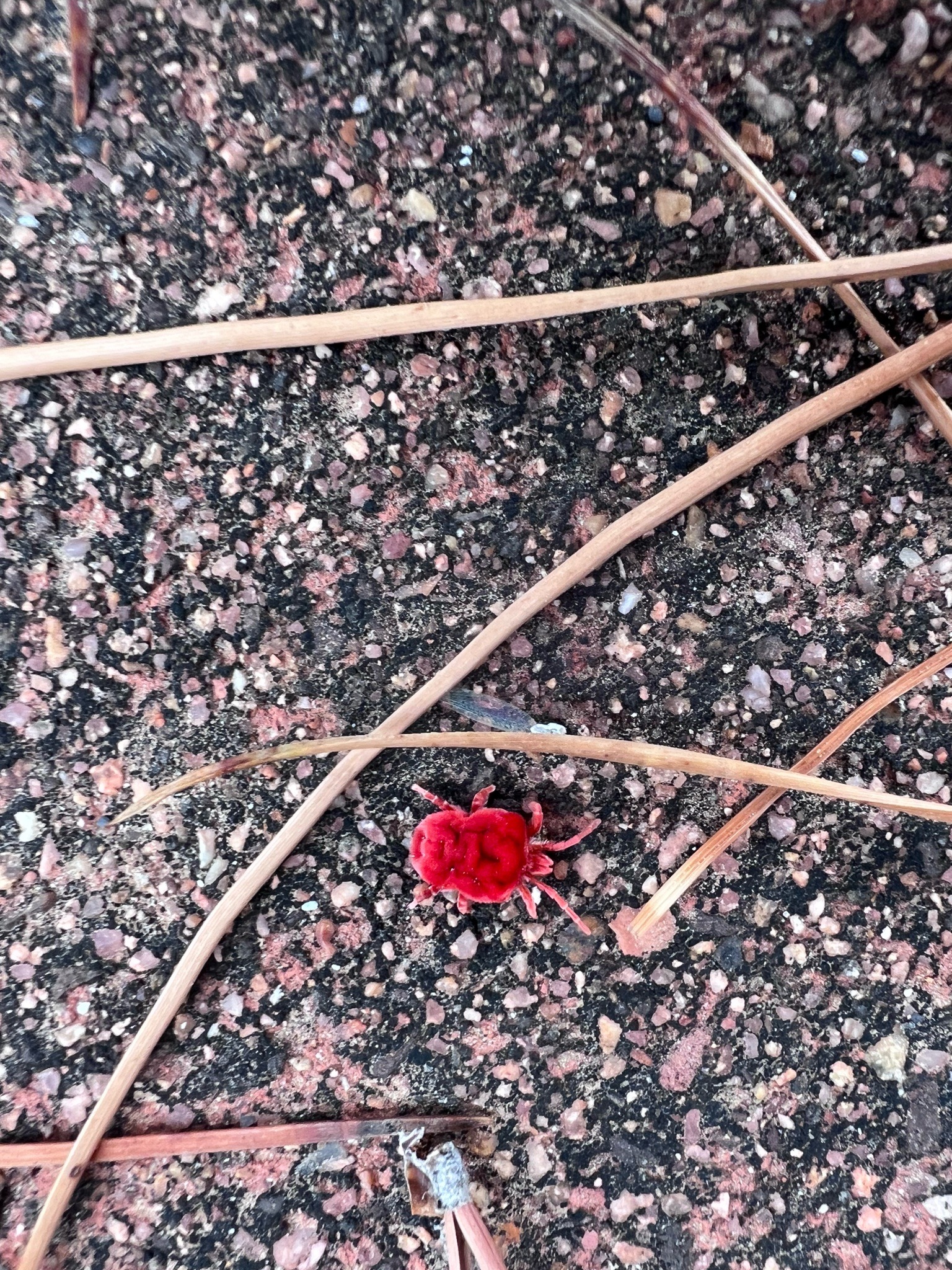 Red velvet mite