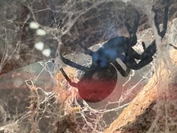 Redback Spider