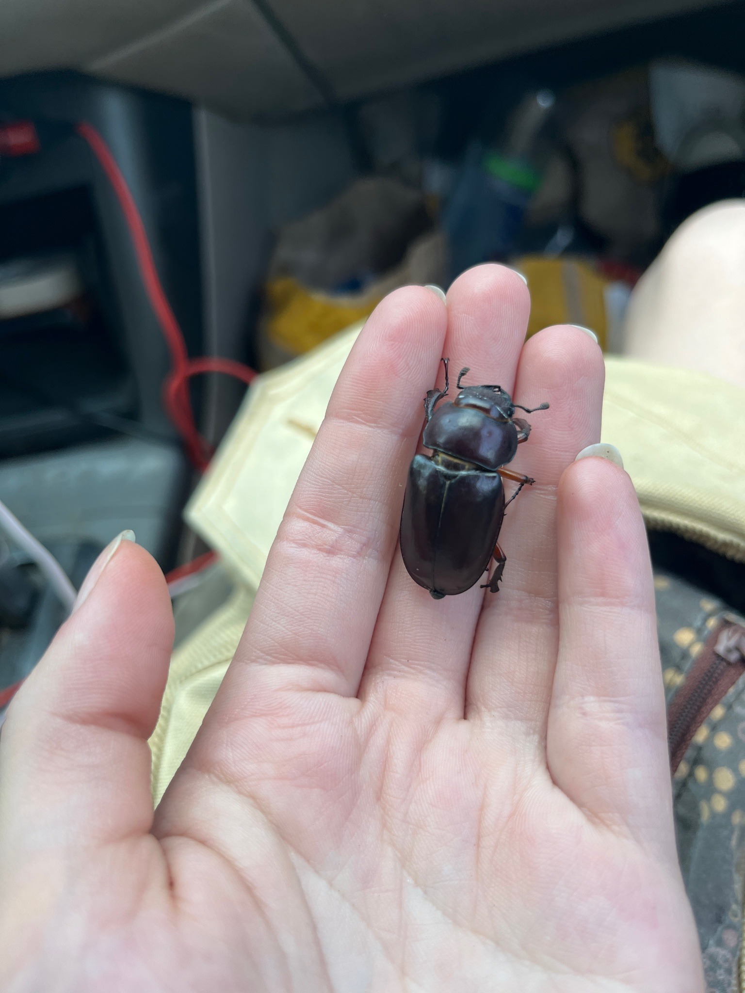 Reddish-brown Stag Beetle