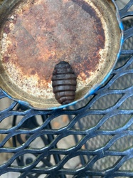 Rodent Bot Fly Larva