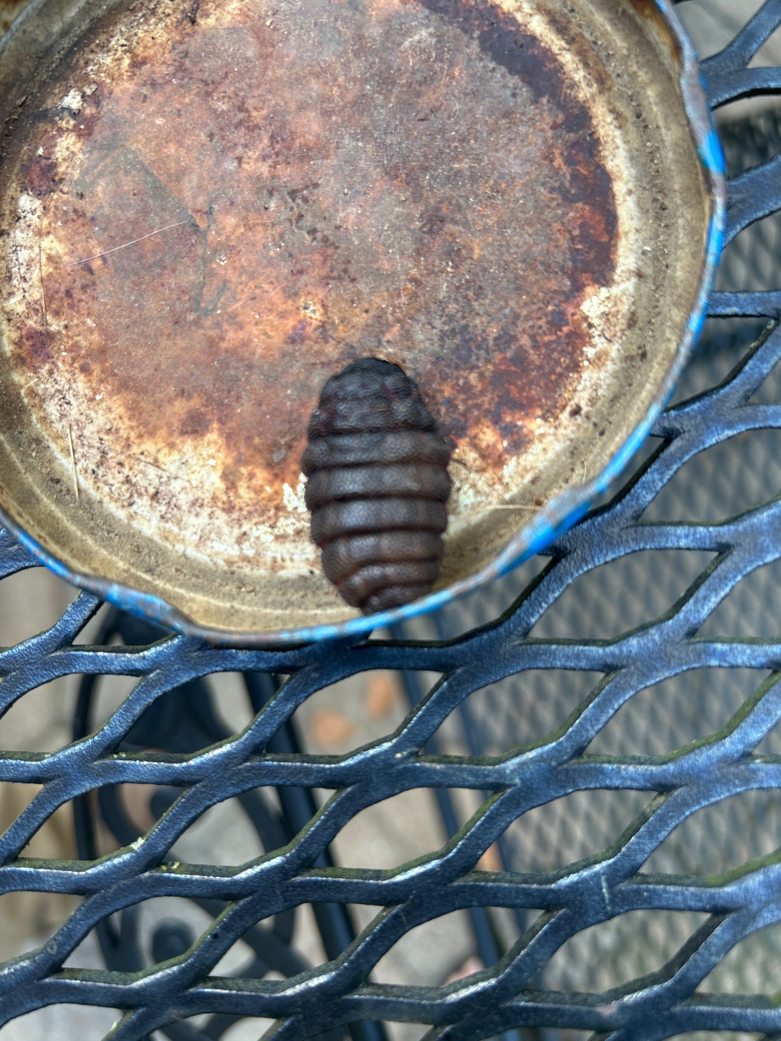 Rodent Bot Fly Larva