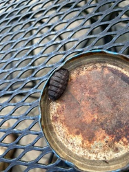 Rodent Botfly (Larva)