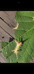 Saddleback Caterpillar