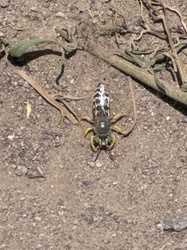 Sand Wasp