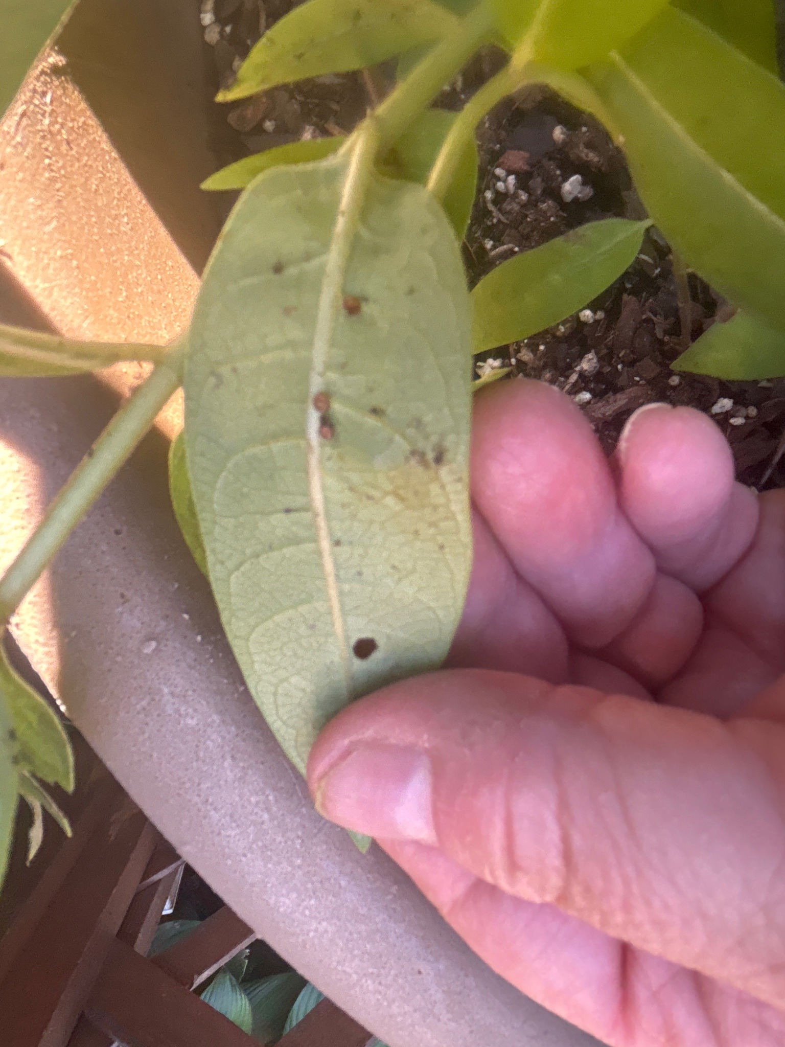 Scale insects (likely soft scale)