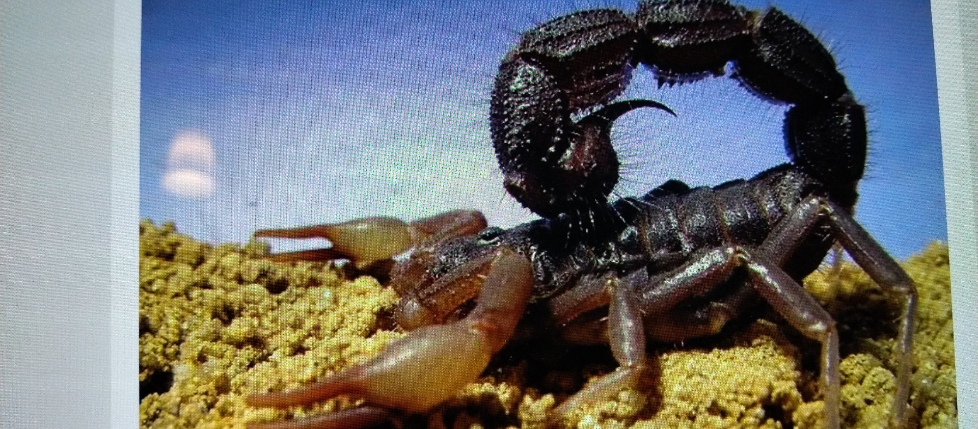 Scorpion (likely Indian black scorpion)