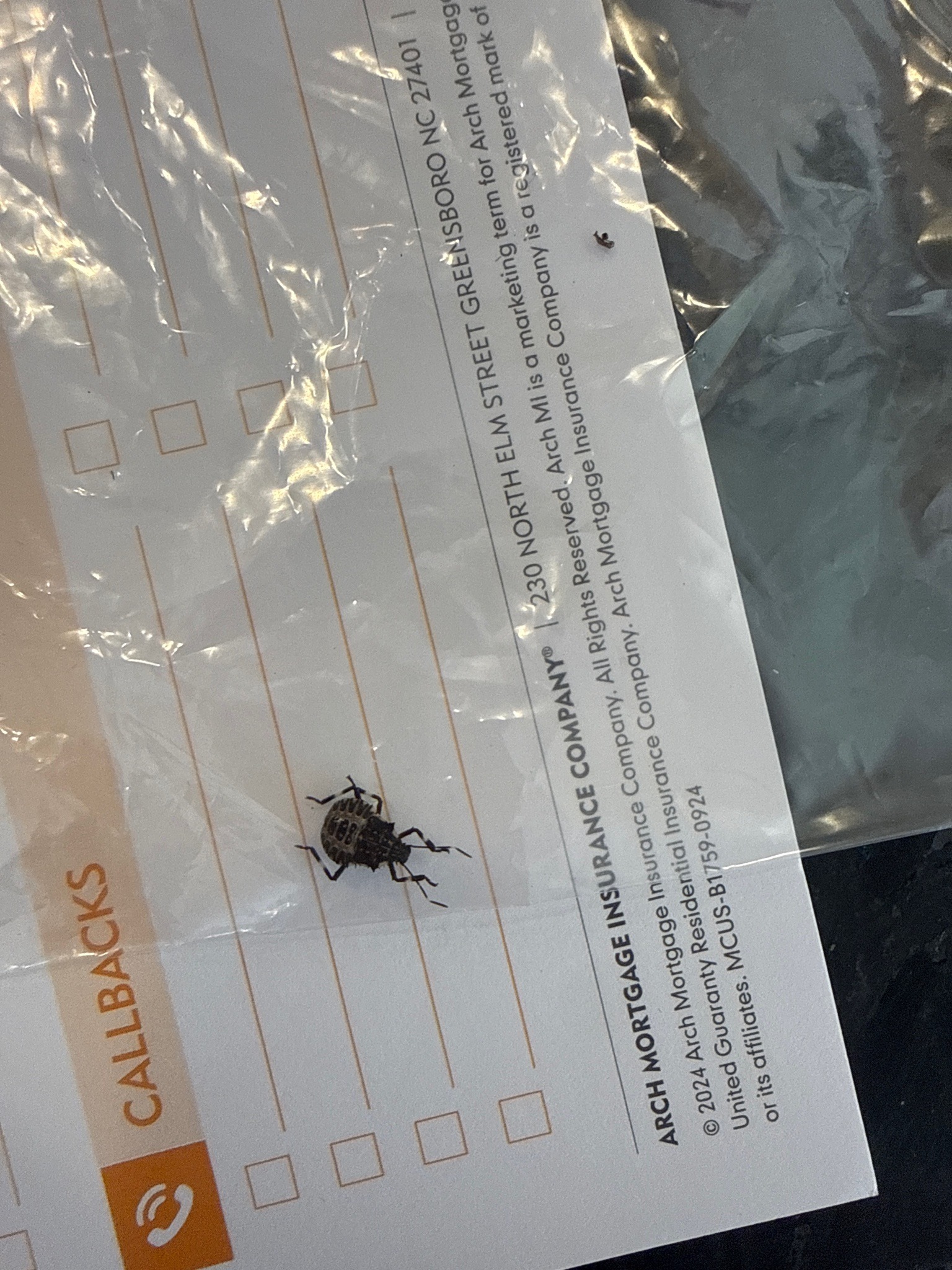 Seed bug (likely a dirt-colored seed bug)
