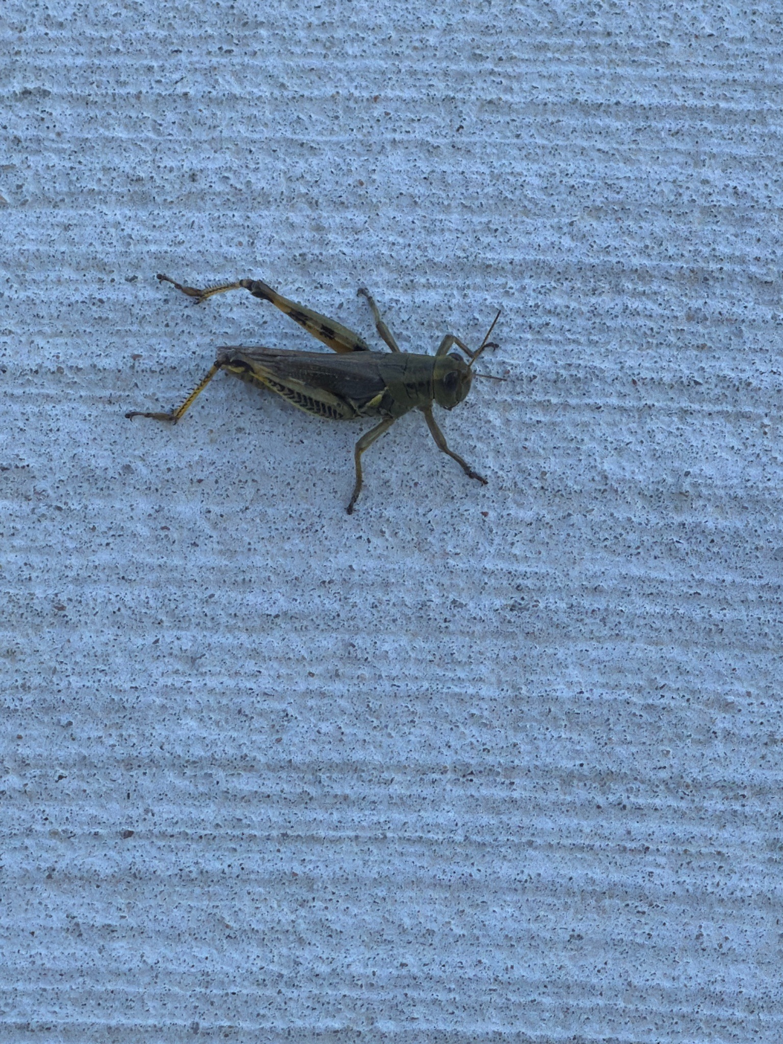 Shield-backed katydid (likely a conehead katydid)