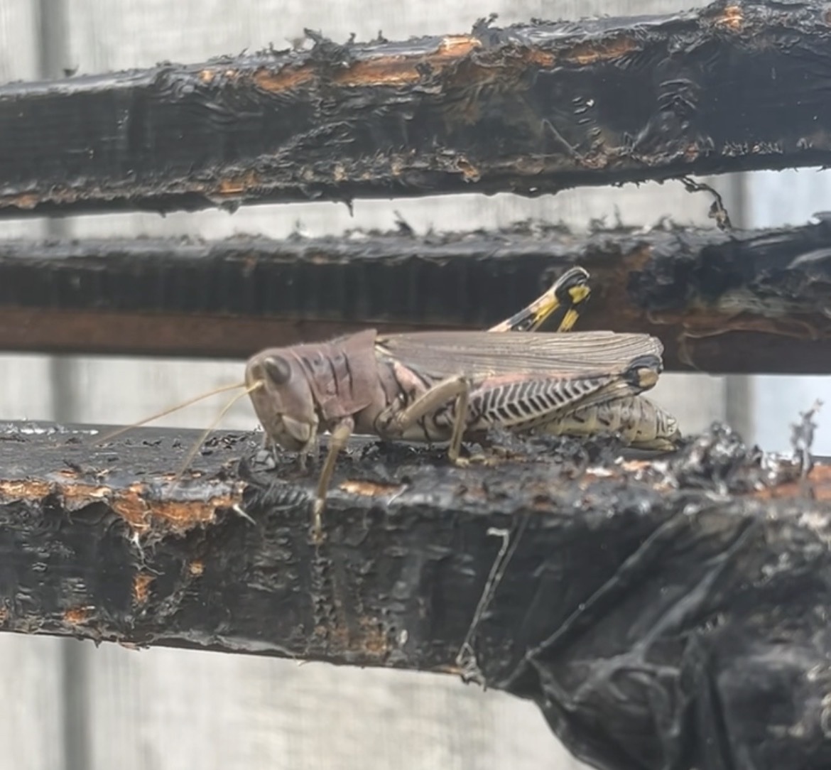Short-horned grasshopper