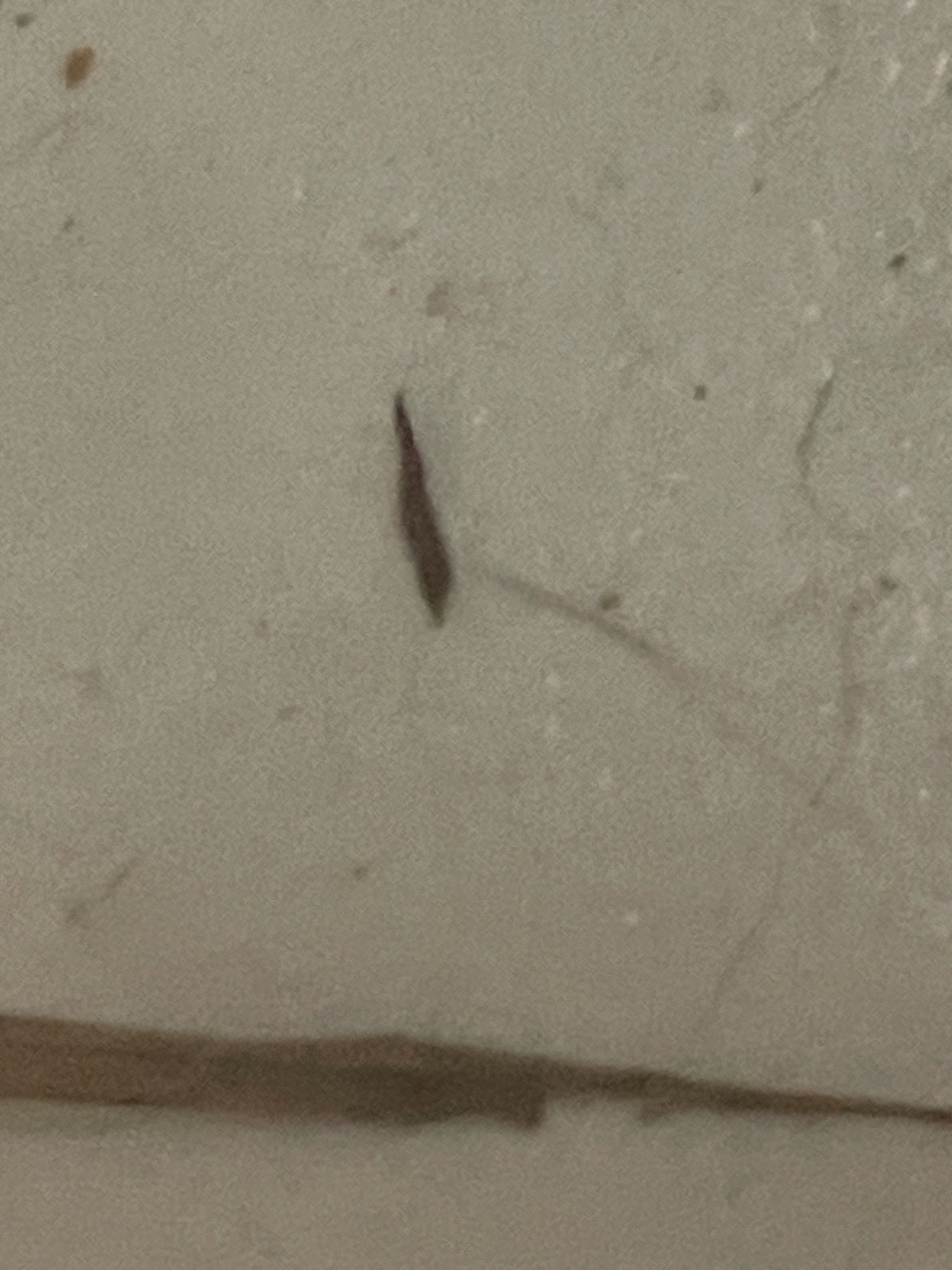 Silverfish