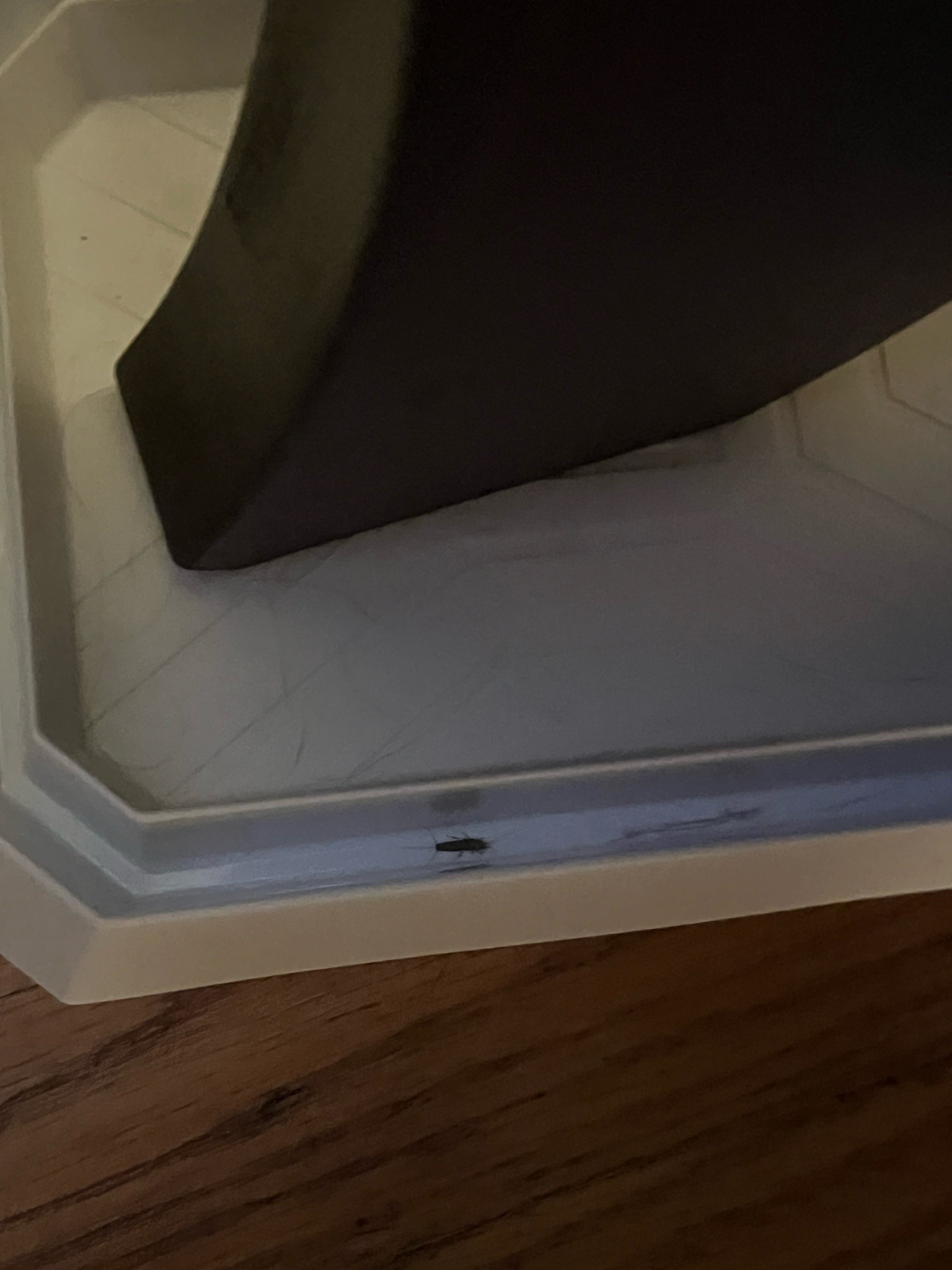 Silverfish
