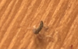 Silverfish
