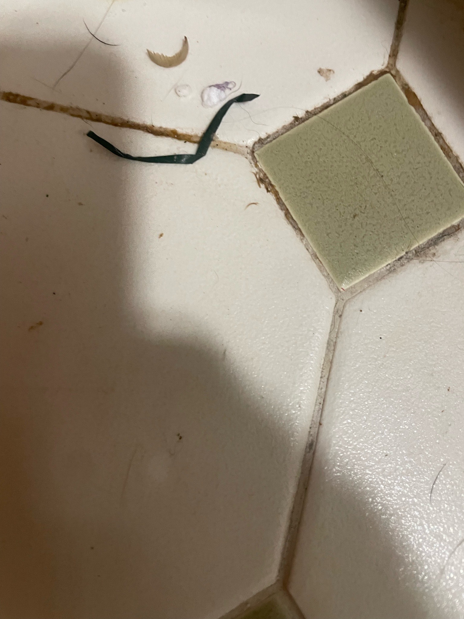 Silverfish