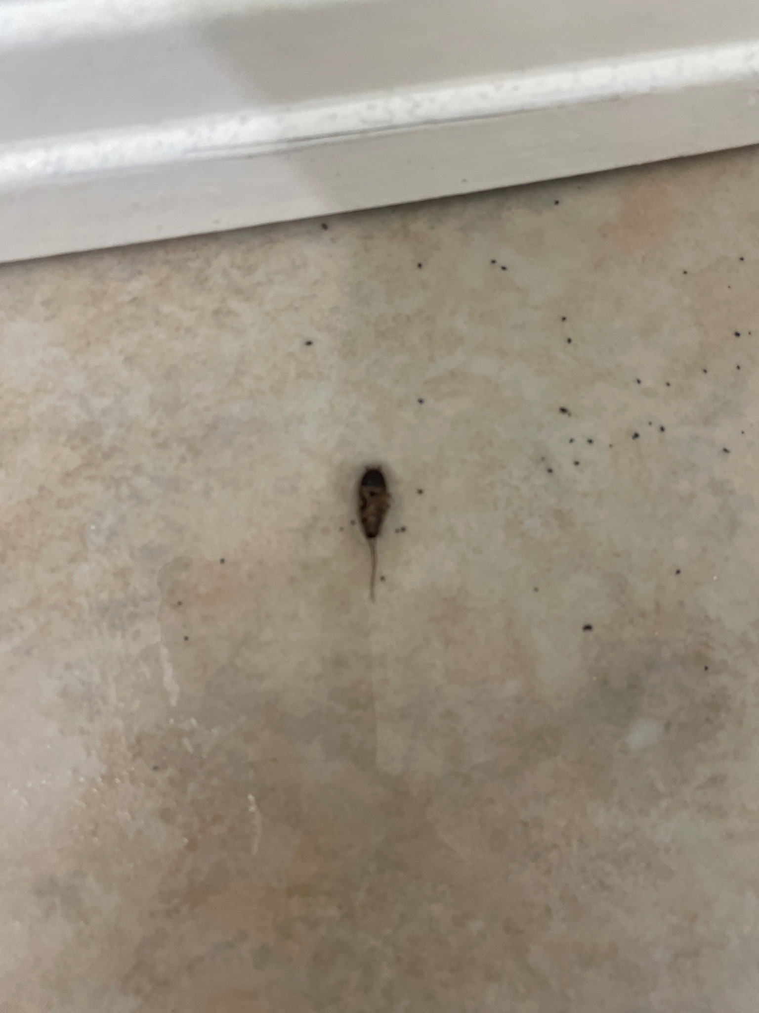 Silverfish