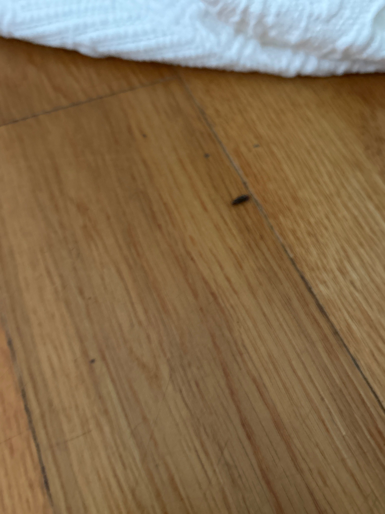 Silverfish