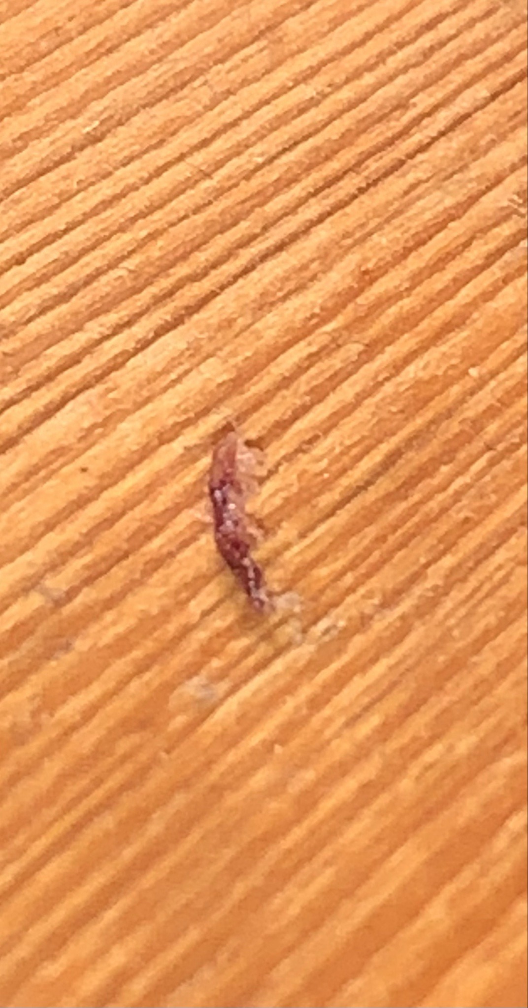 Silverfish