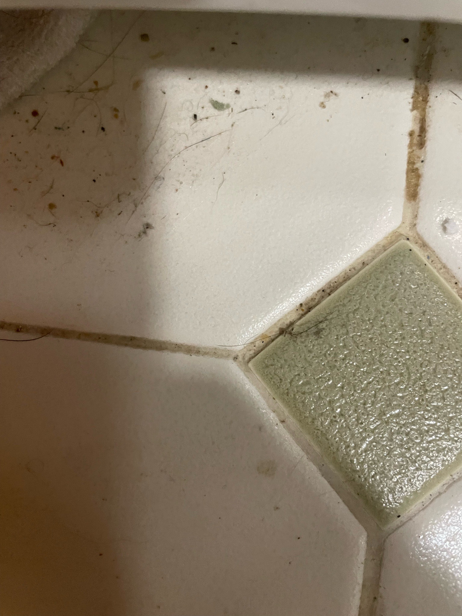 Silverfish