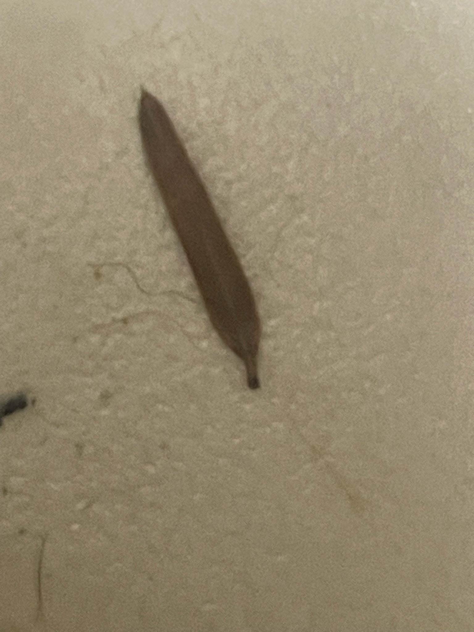 Silverfish