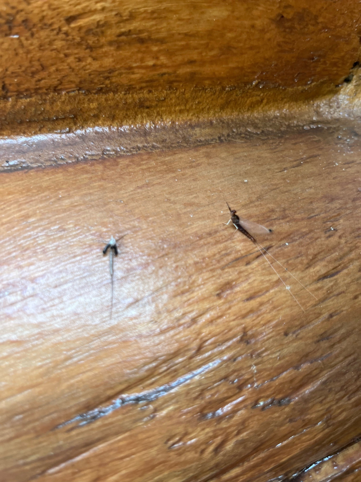 Silverfish (likely)