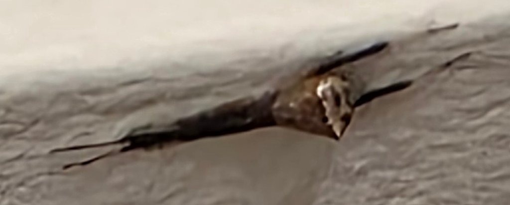 Silverfish (likely long-tailed silverfish)