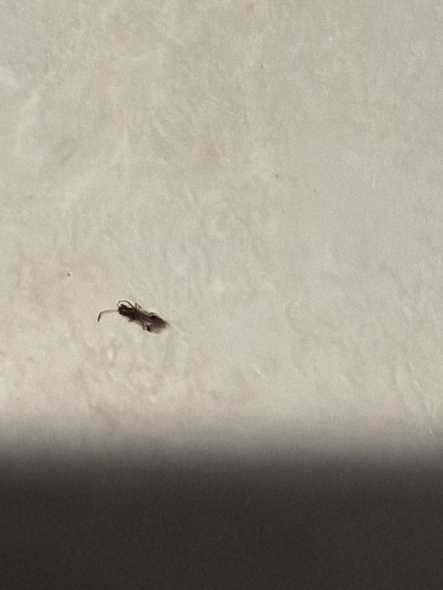 Small ant (likely a household or pavement ant)
