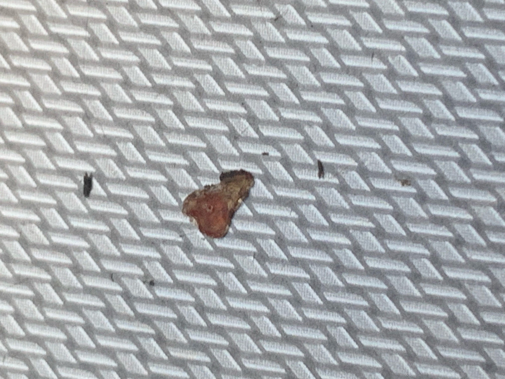 Small brown moth (likely a pantry moth)