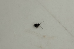 Small cockroach nymph (likely German cockroach)