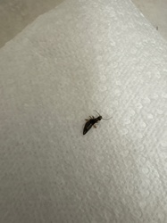Small cockroach nymph (likely German cockroach)