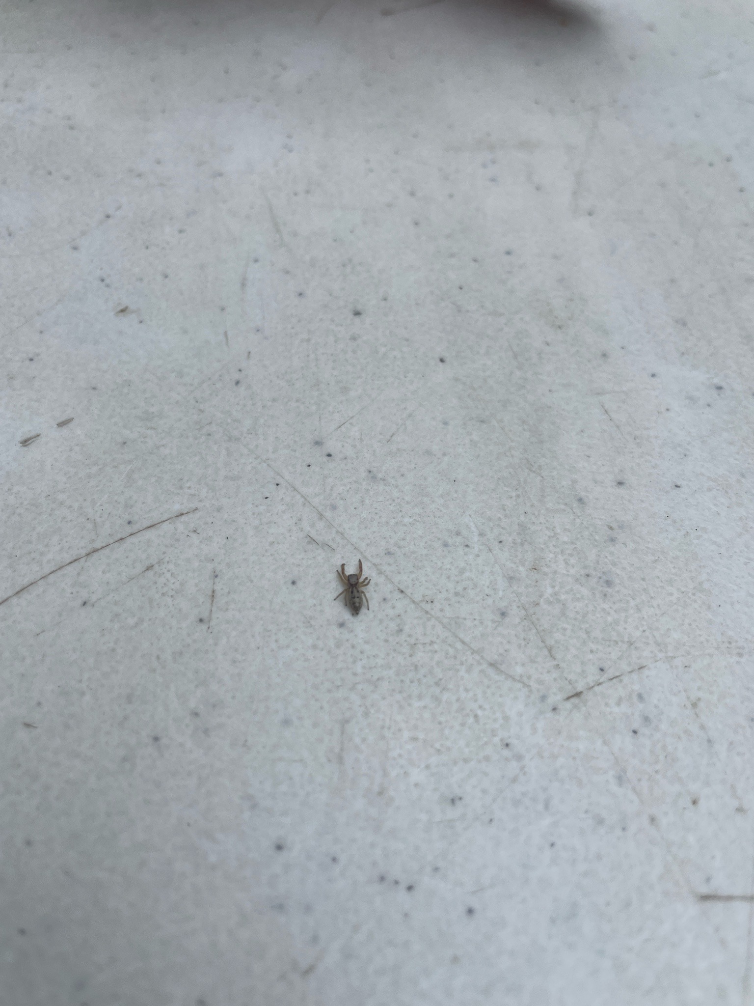 Small cockroach nymph (likely German cockroach)