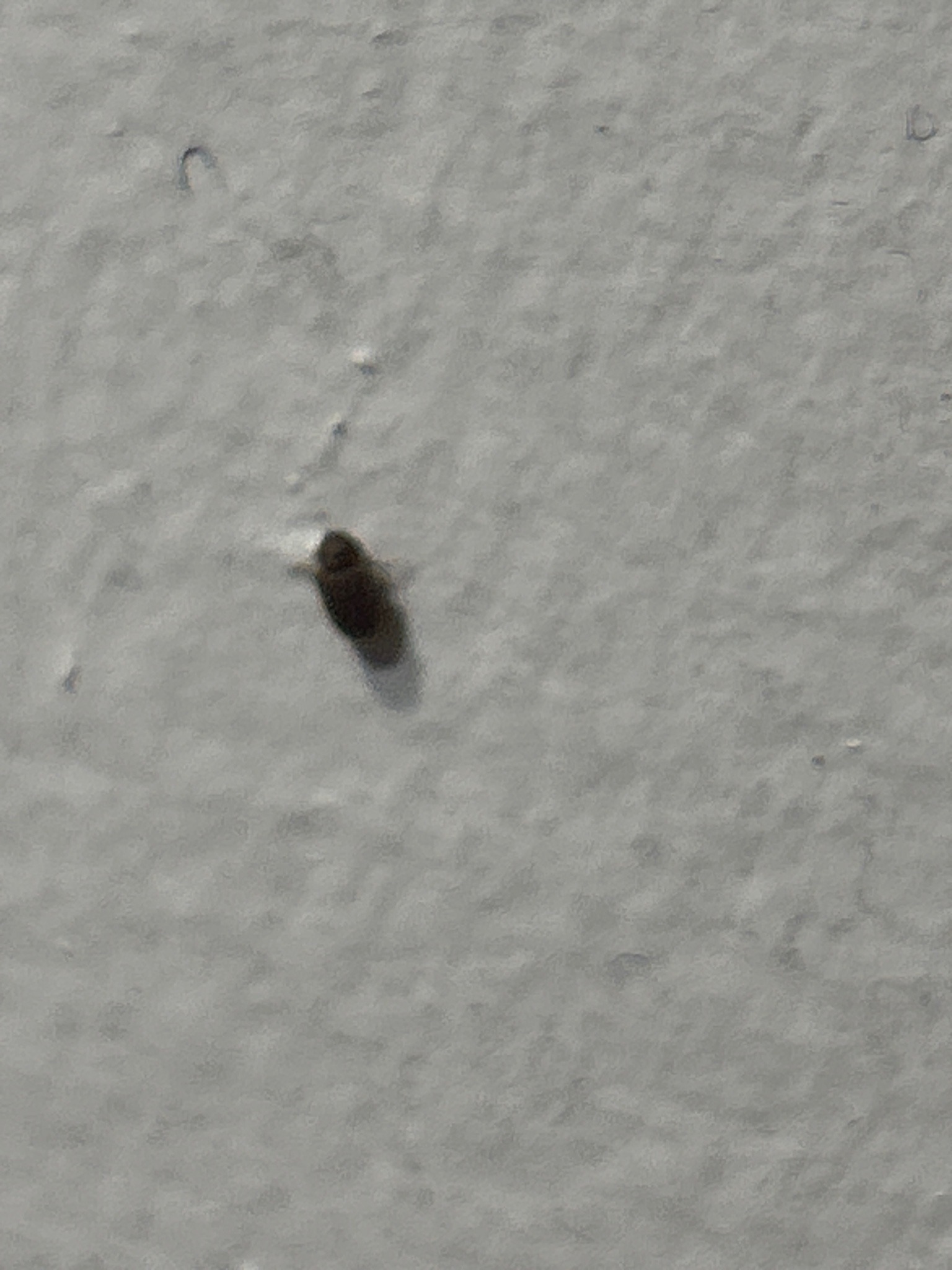 Small dark beetle (likely a carpet beetle)