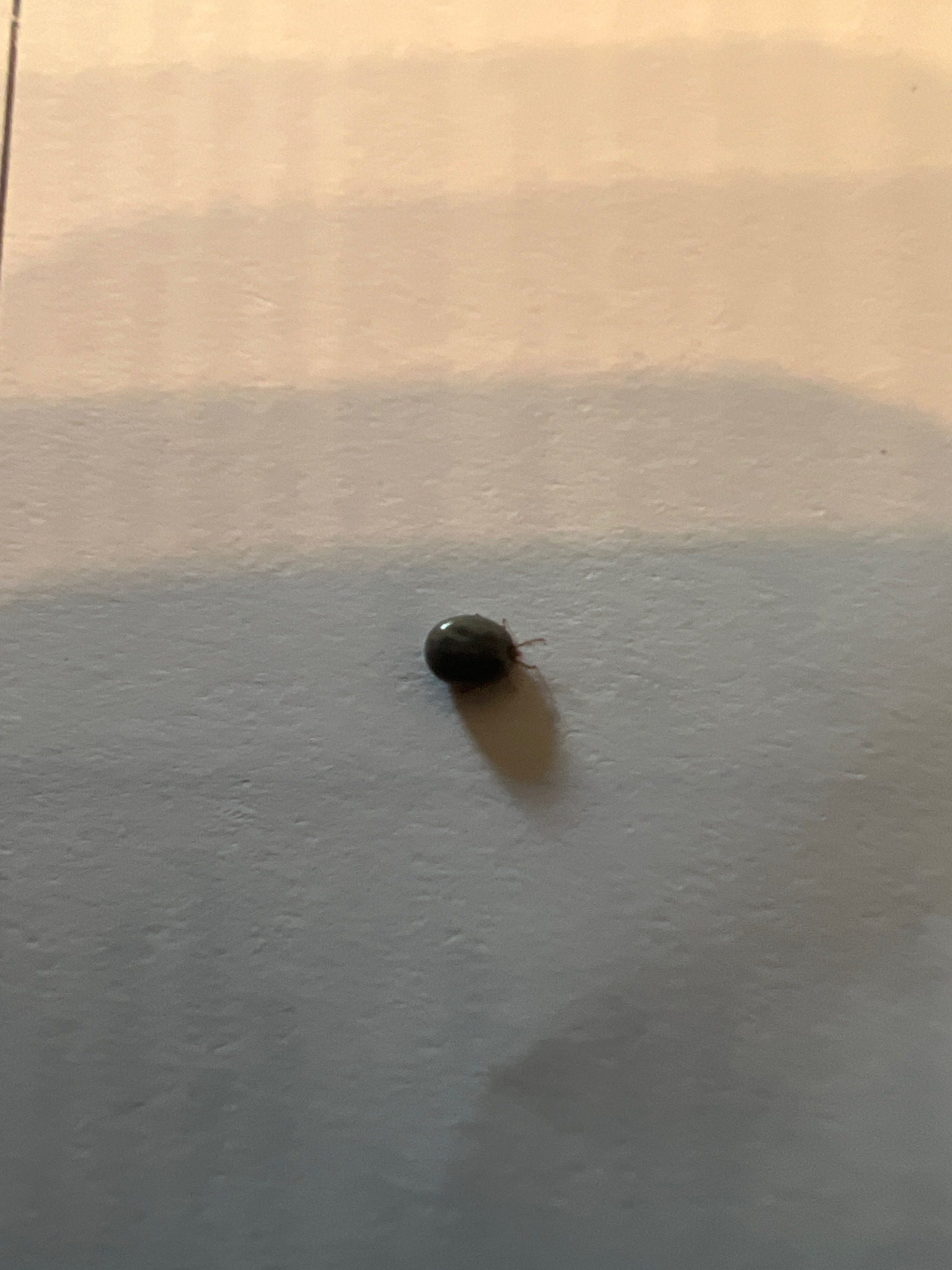 Small dark beetle (likely carpet beetle adult)