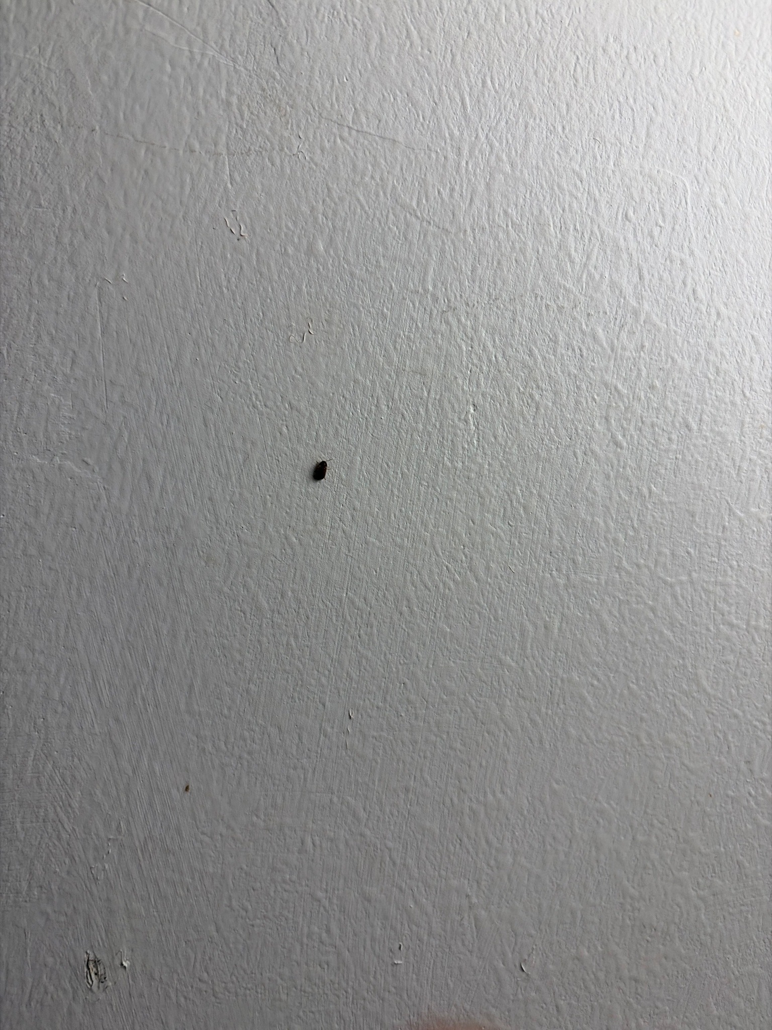 Small dark beetle (likely carpet beetle)