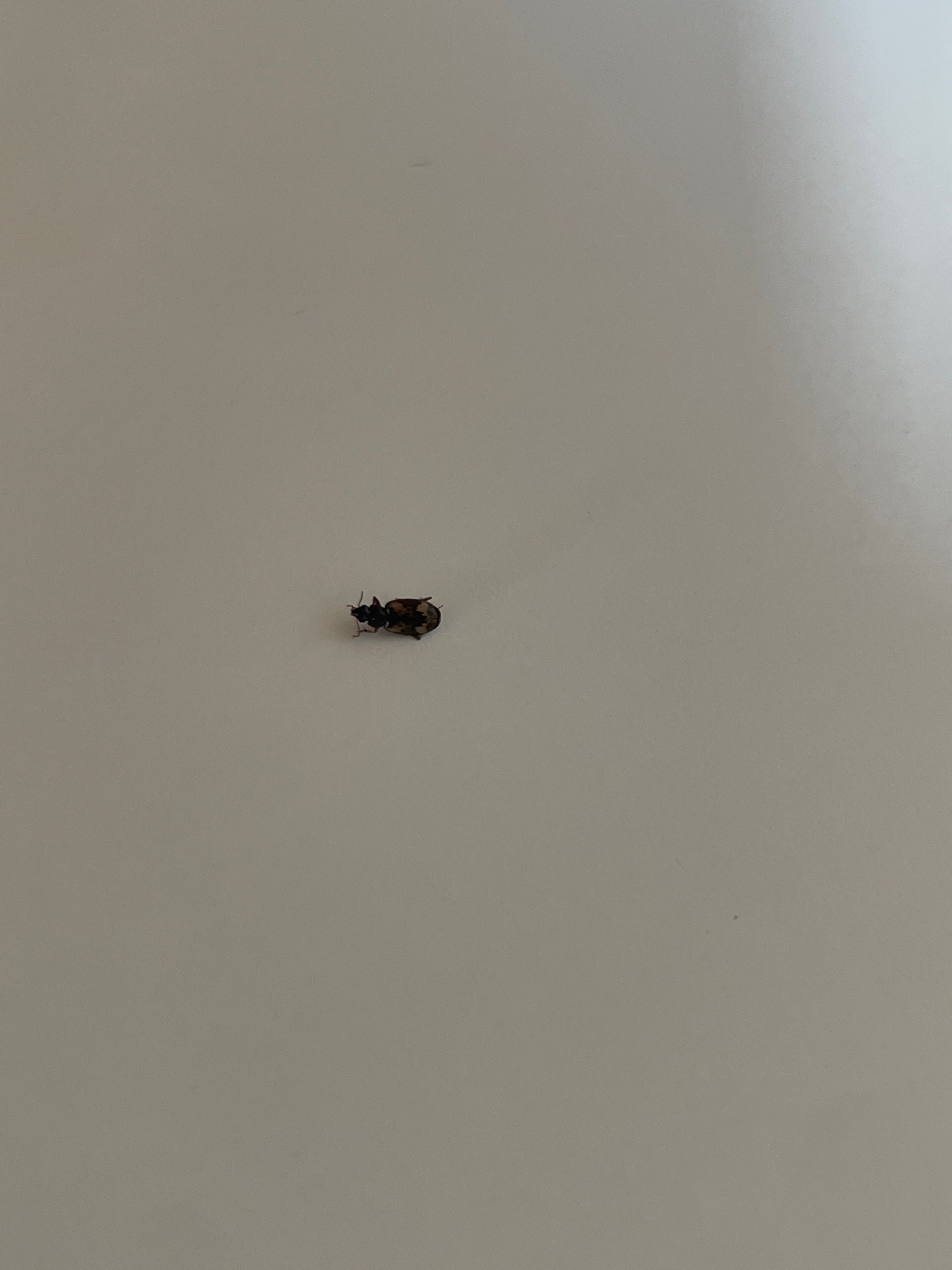 Small dark beetle (likely carpet beetle)