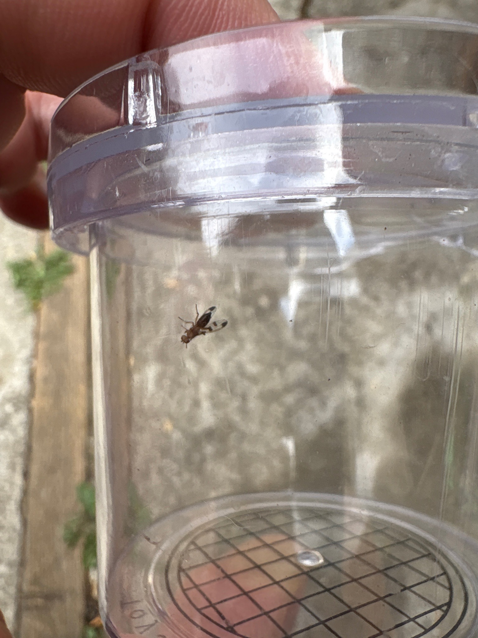 Small dark-winged fly (likely a fungus gnat)