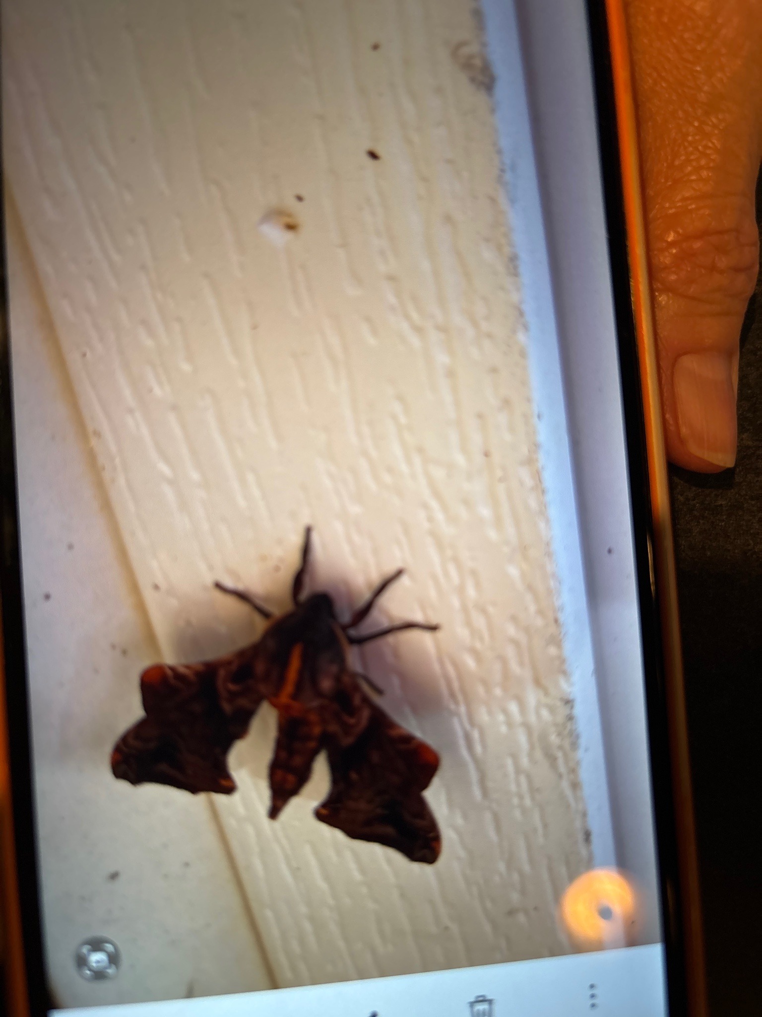 Small Eyed Sphinx Moth