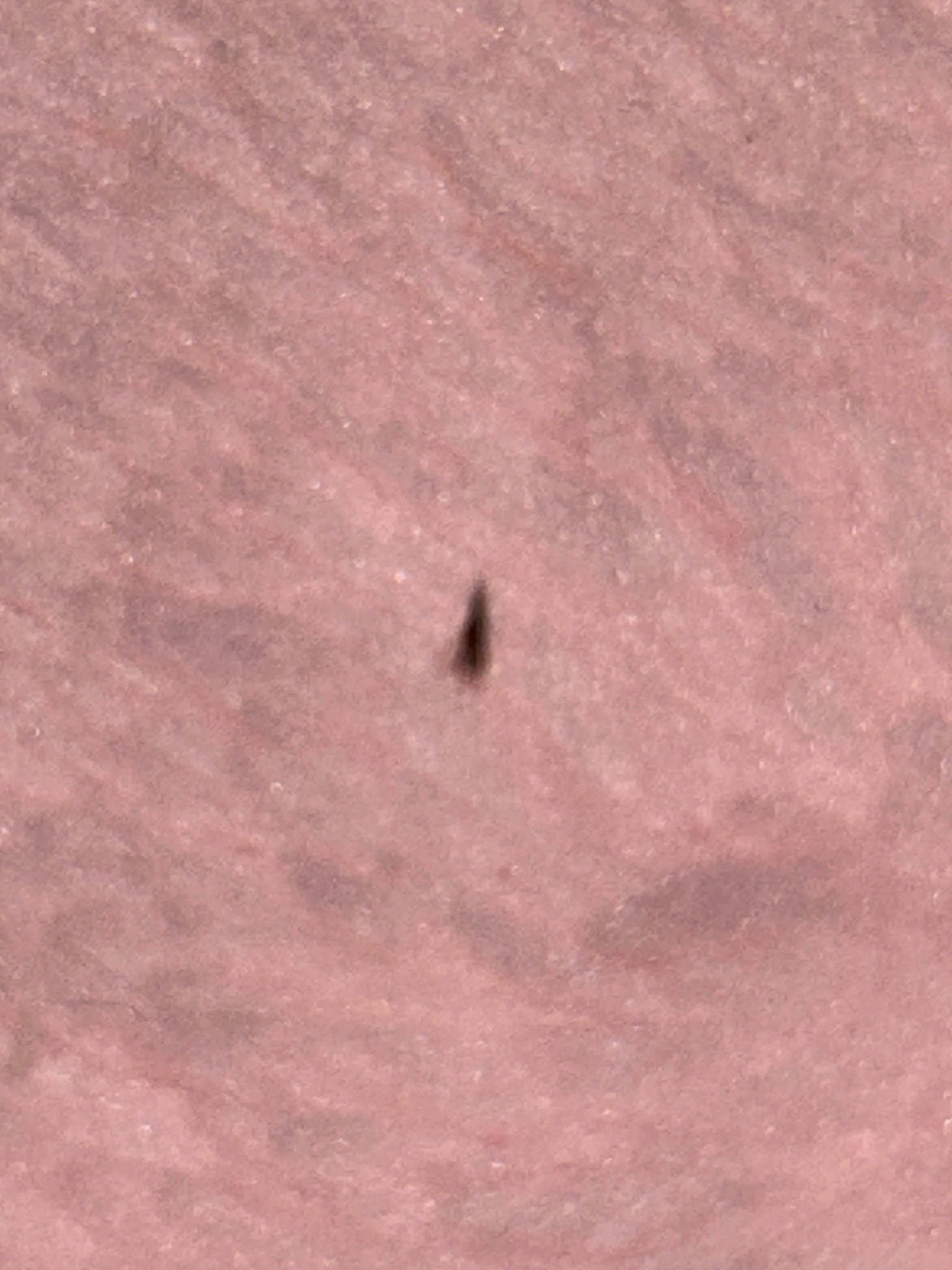 Small fly or gnat (image too blurred for species-level identification)