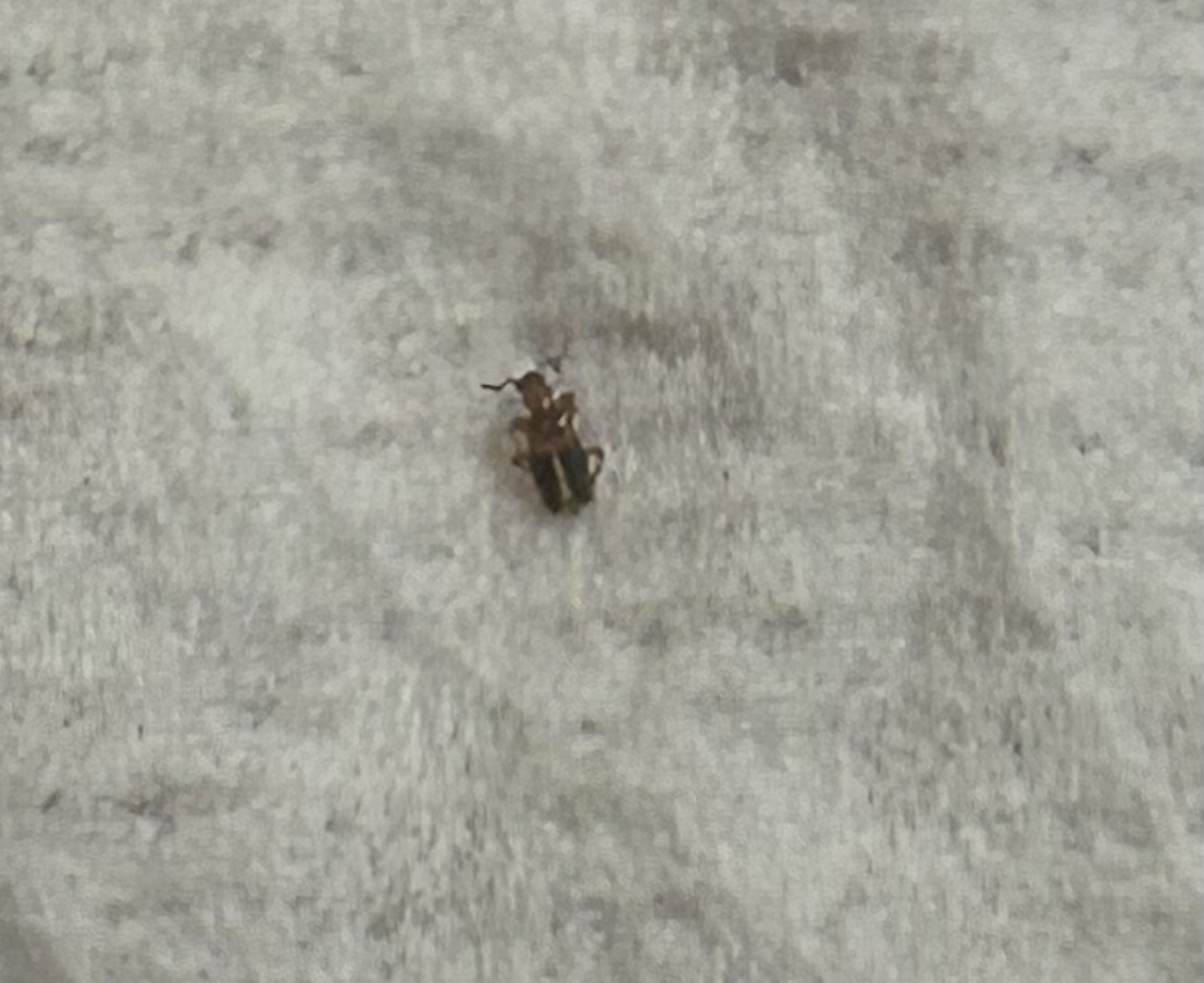 Small grain beetle (likely sawtoothed grain beetle)